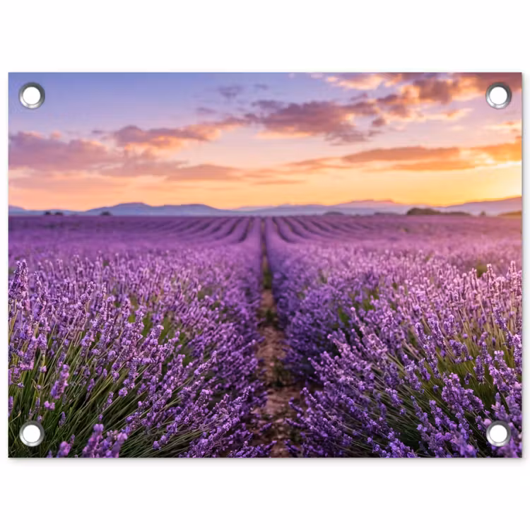 Tuinposter - Lavendel - Veld - Natuur - Paars