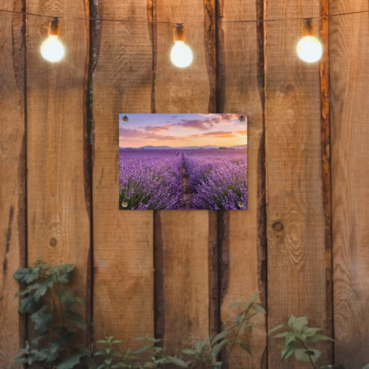 Tuinposter - Lavendelveld Bergen Zonsondergang — 2
