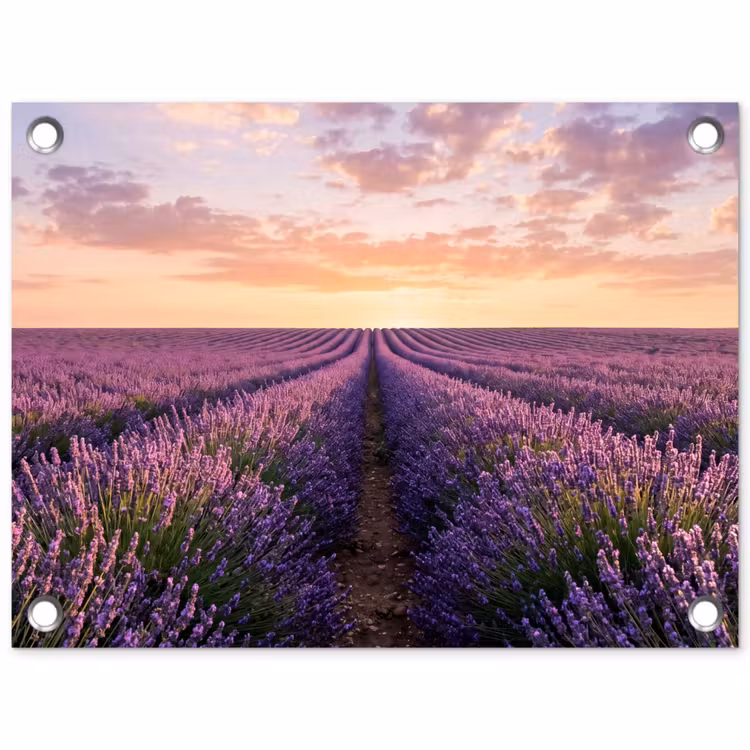 Tuinposter - Landschap - Lavendelveld - Paars