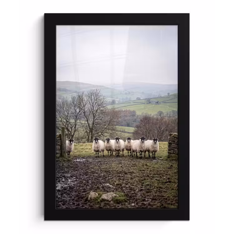 Poster met lijst - Schapen - Rij - Weide - Dieren - Platteland