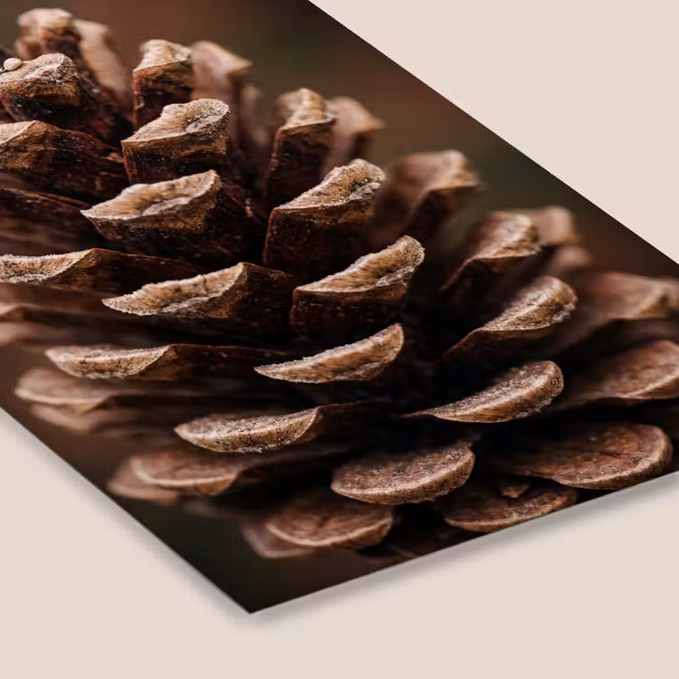 Poster met lijst - Dennenappel - Bos - Herfst - Bruin - Sfeervol — 7
