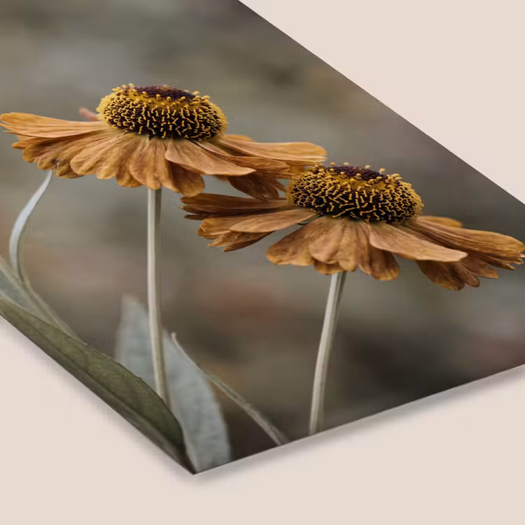 Poster met lijst - Zonnehoed - Droogbloemen - Geel - Warm — 7