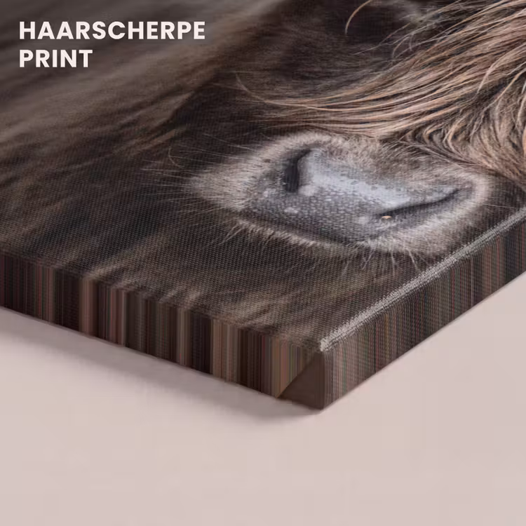 Canvas schilderij - Schotse Hooglander - Dieren - Hoorn — 5