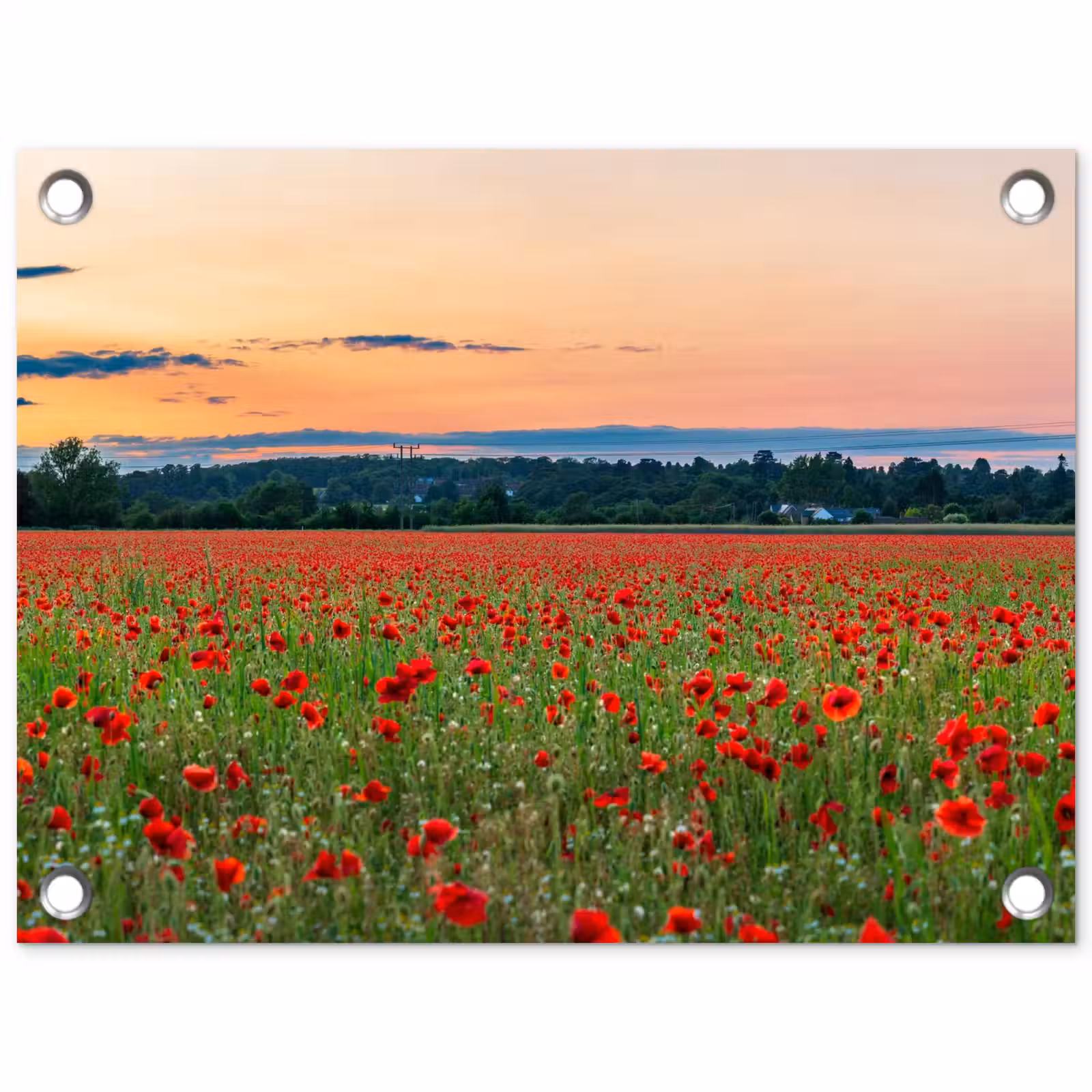 Tuinposter - Klaprozen - Landschap - Rood - Bloemen — 1