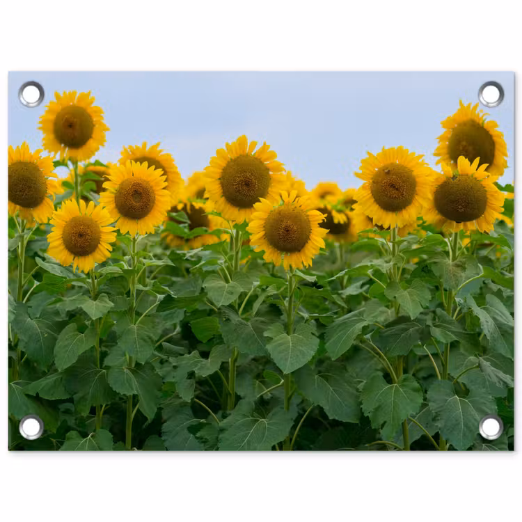Tuinposter - Zonnebloemen - Geel - Natuur — 1