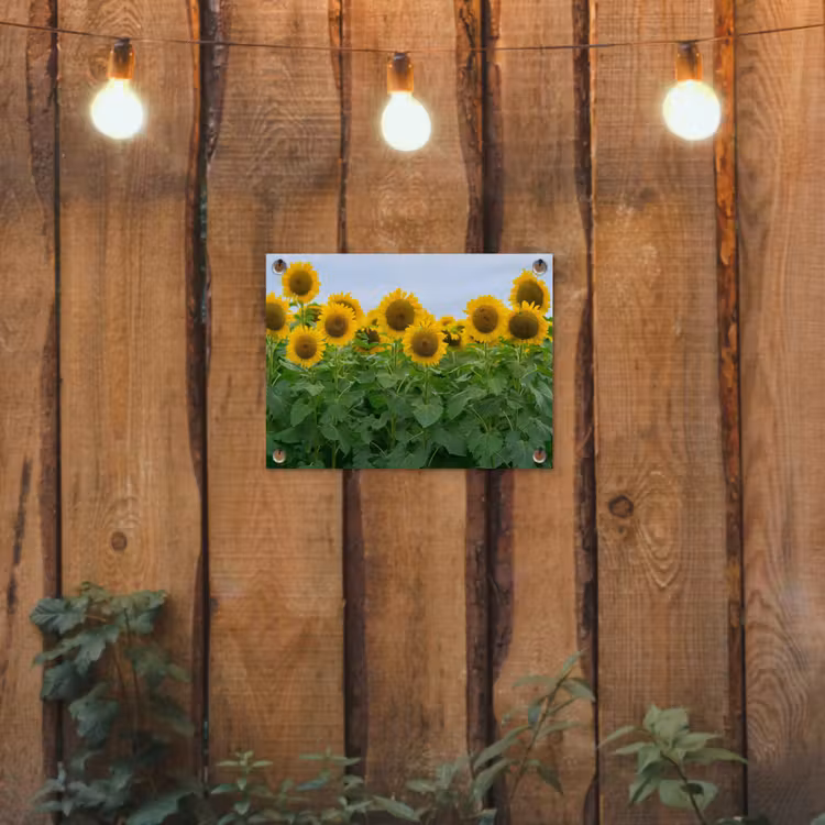 Tuinposter - Zonnebloemen - Geel - Natuur — 2