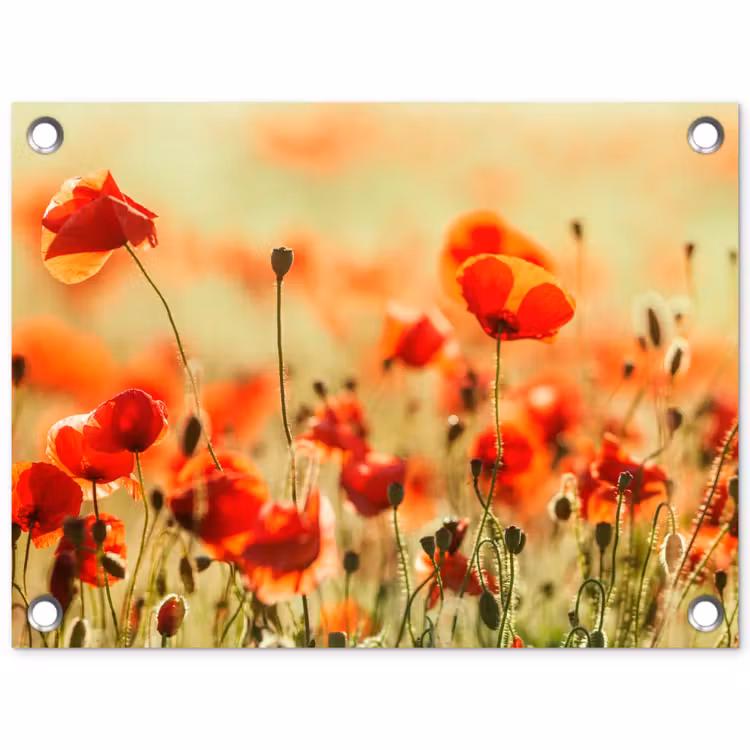 Tuinposter - Klaprozen - Bloemen - Rood - Bloemenveld — 1