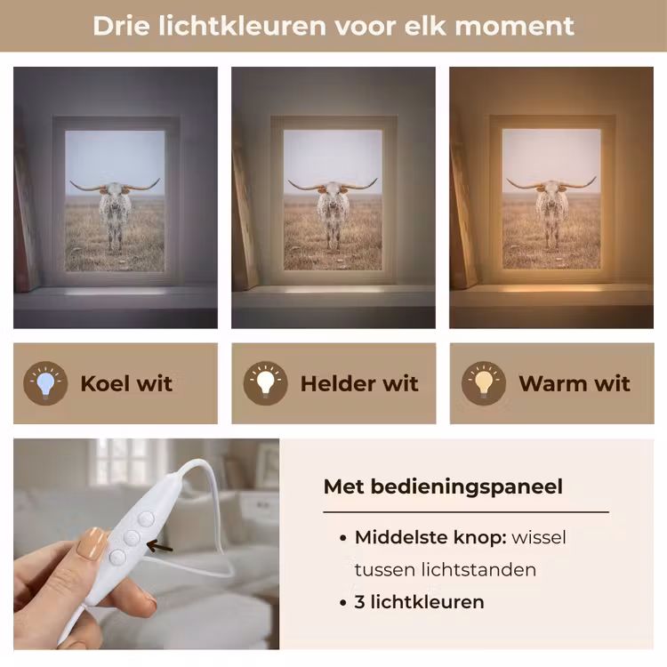 Tafellamp - Longhorn - Grasveld - Dier — 6