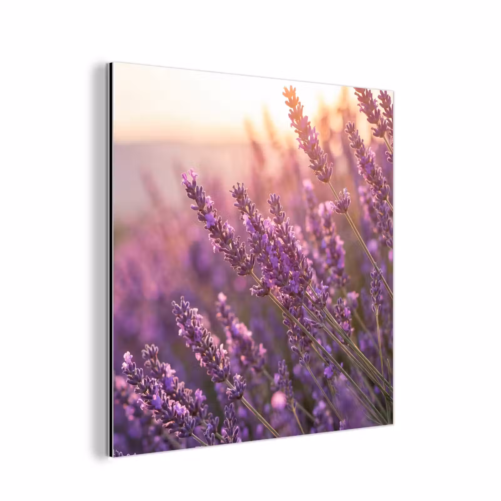 Aluminium schilderij - Lavendel - Paars - Zonlicht — 1