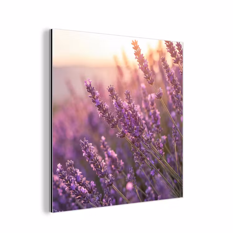 Aluminium schilderij - Lavendel - Paars - Zonlicht — 1