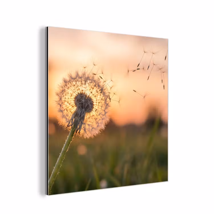 Aluminium schilderij - Paardenbloem - Zonsondergang - Veld
