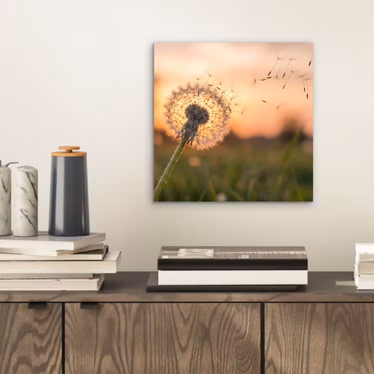 Aluminium schilderij - Paardenbloem - Zonsondergang - Veld — 2