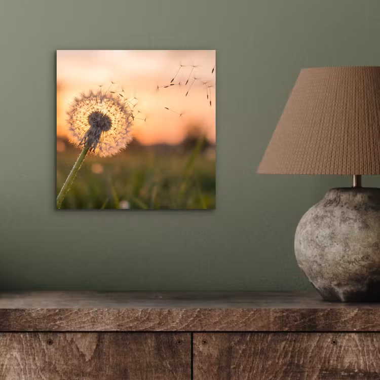 Aluminium schilderij - Paardenbloem - Zonsondergang - Veld — 3