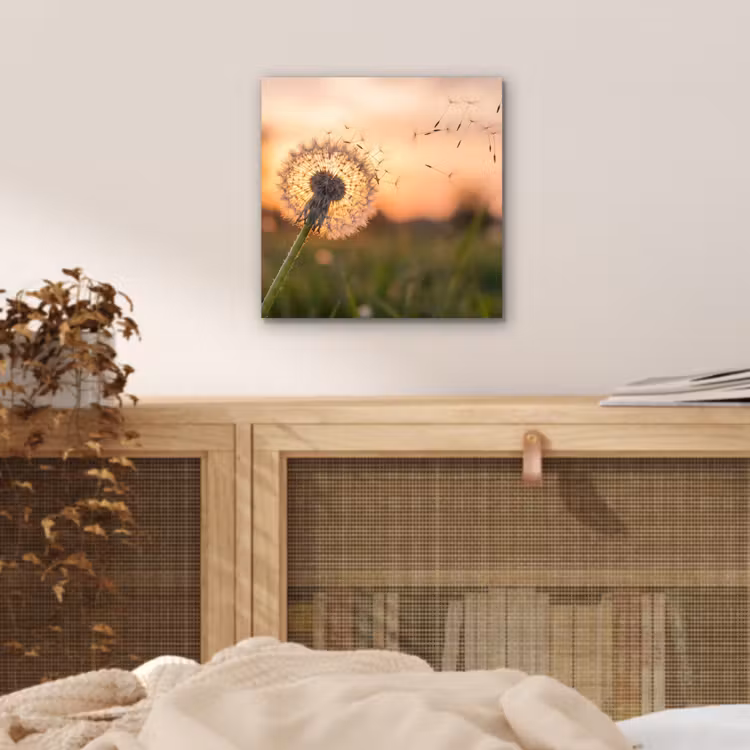 Aluminium schilderij - Paardenbloem - Zonsondergang - Veld — 4