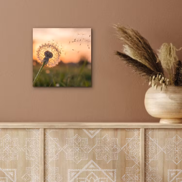 Aluminium schilderij - Paardenbloem - Zonsondergang - Veld — 5