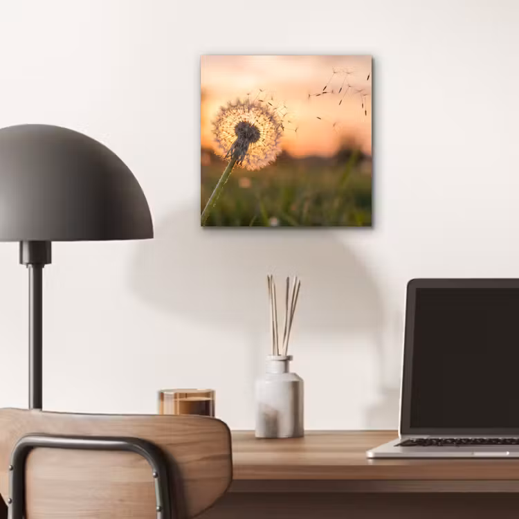 Aluminium schilderij - Paardenbloem - Zonsondergang - Veld — 6