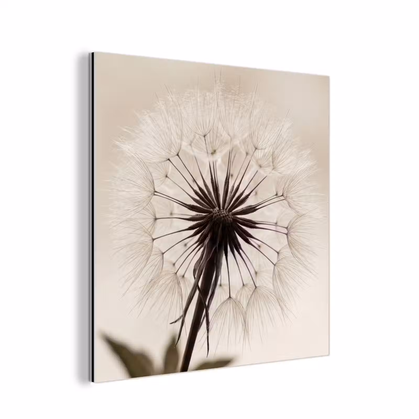 Aluminium schilderij - Paardenbloem - Minimalistisch - Wit — 1