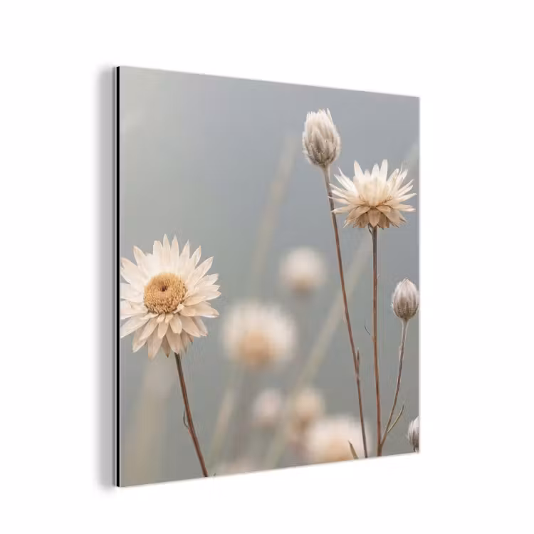 Aluminium schilderij - Strobloemen - Wit - Daglicht — 1