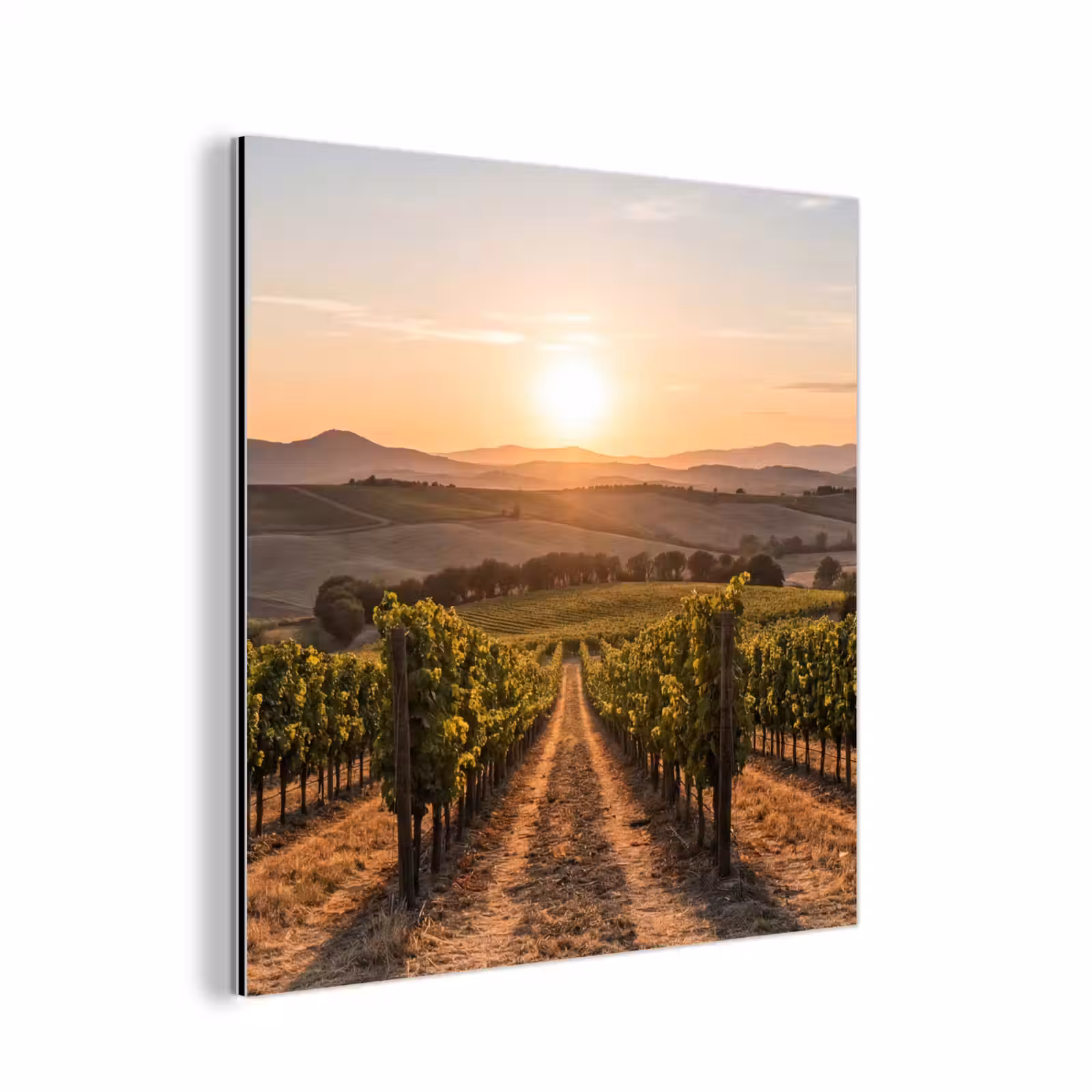 Aluminium schilderij - Wijngaard - Zonsondergang - Landschap — 1