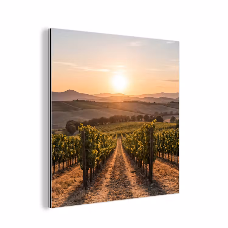 Aluminium schilderij - Wijngaard - Zonsondergang - Landschap — 1
