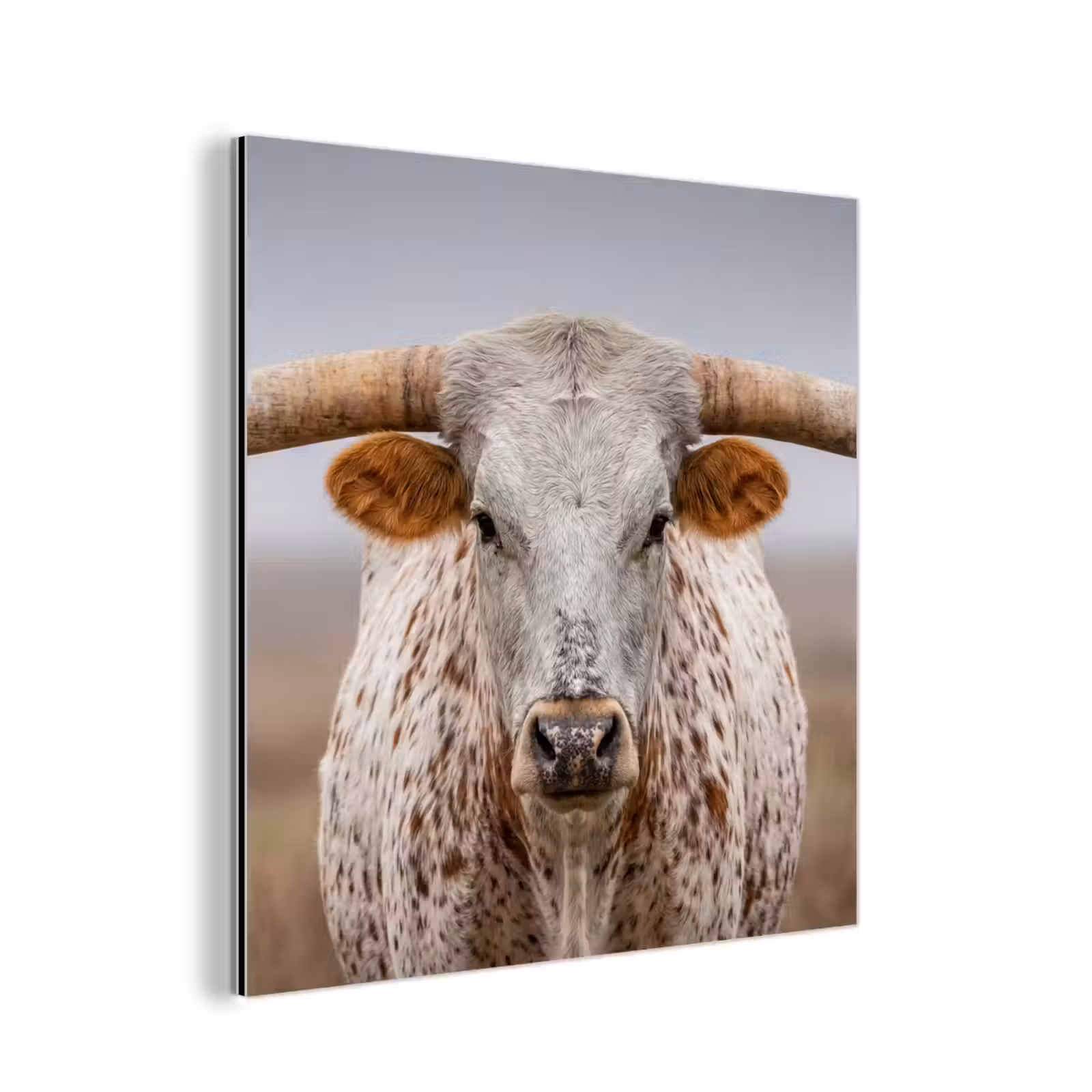Aluminium schilderij - Longhorn - Grasveld - Dier — 1