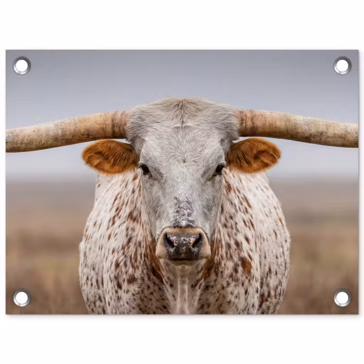 Tuinposter - Longhorn - Grasveld - Dier