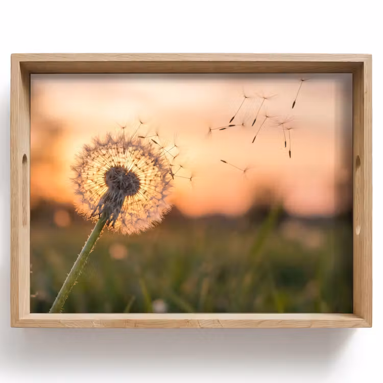 Dienblad - Paardenbloem - Zonsondergang - Veld