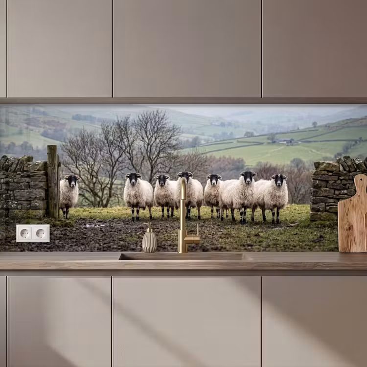 Keuken achterwand - Schapen - Rij - Weide - Dieren - Platteland