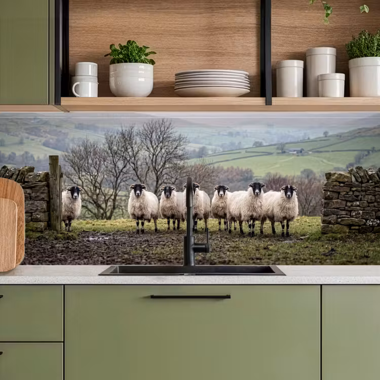 Keuken achterwand - Schapen - Rij - Weide - Dieren - Platteland — 5