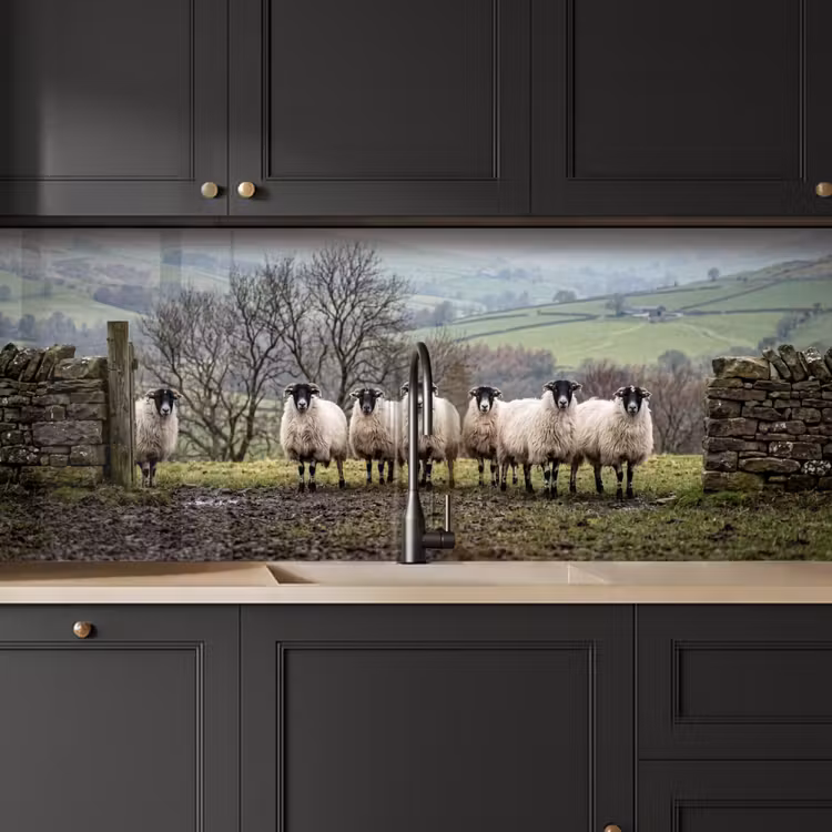 Keuken achterwand - Schapen - Rij - Weide - Dieren - Platteland — 6