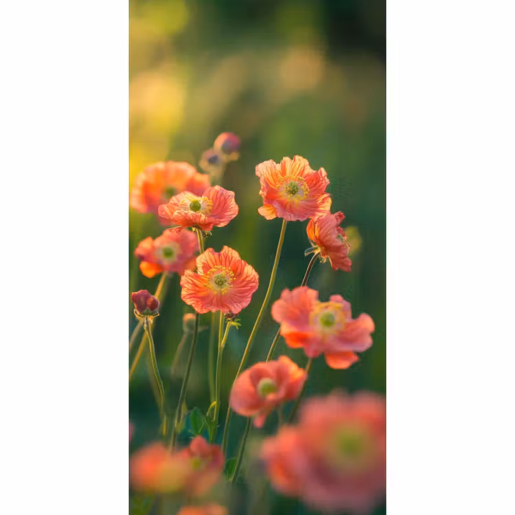 Behang - Bloemenveld - Zonnestralen - Oranje — 2