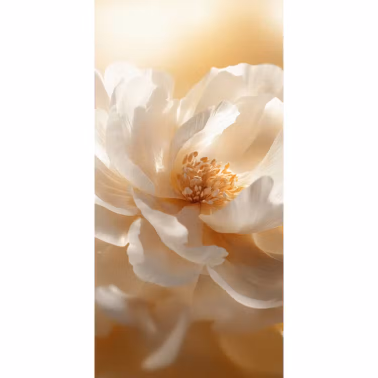 Behang - Close up - Pioenroos - Wit — 2