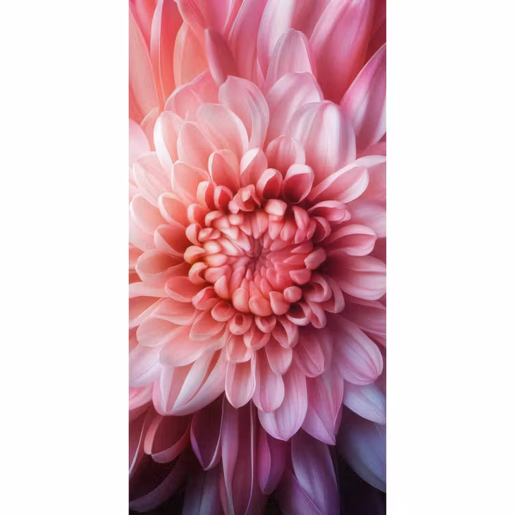 Behang - Dahlia - Bloem - Close up - Roze — 2