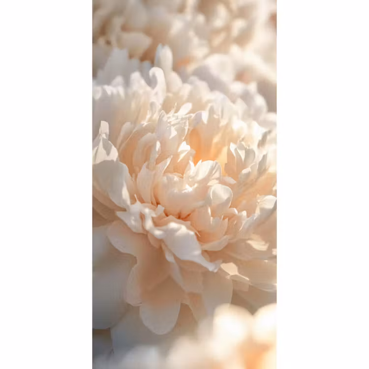 Behang - Close up - Pioenroos - Lichtroze — 2