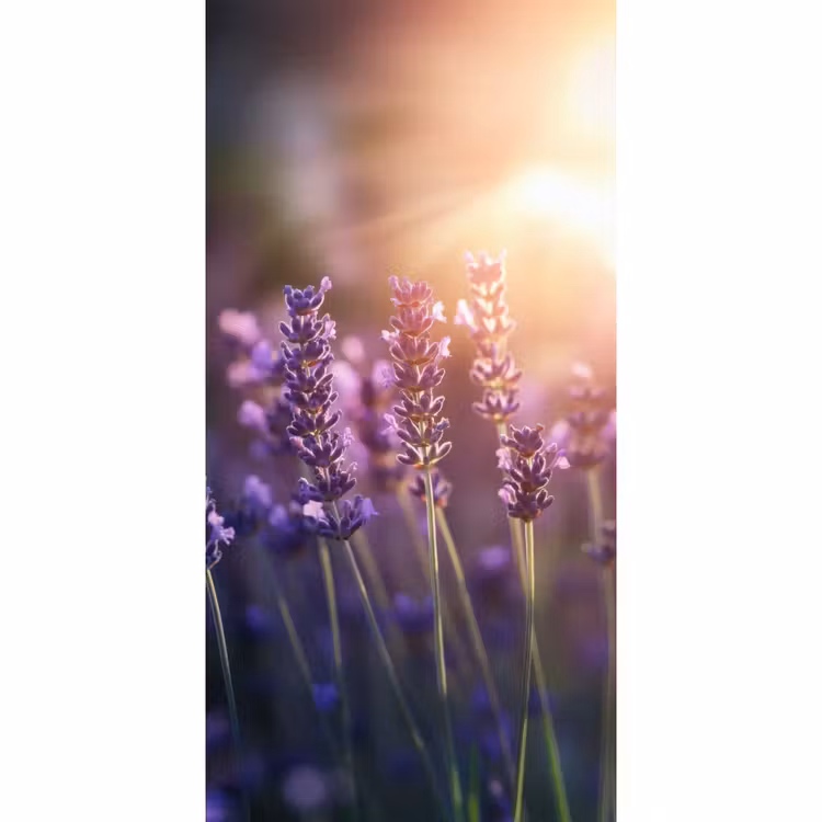 Behang - Lavendelbloemen - Paars - Zonlicht — 2