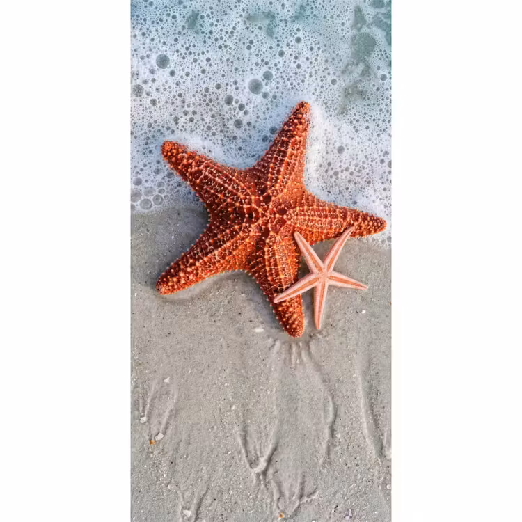 Behang - Zeester - Strand - Zee — 2