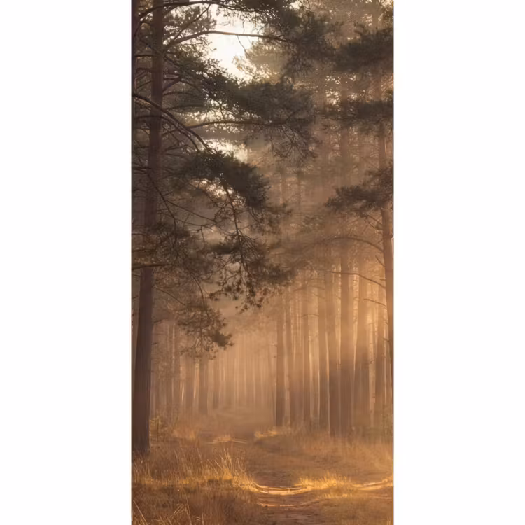 Behang - Bos - Mist - Zonlicht — 2