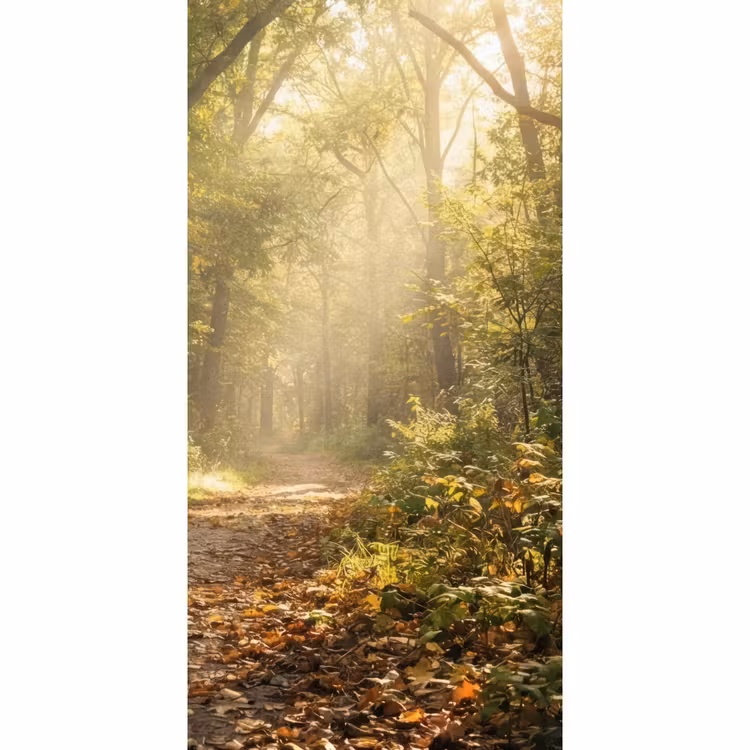 Behang - Zonlicht - Bospad - Bomen — 2