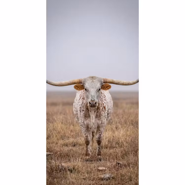 Behang - Longhorn - Grasveld - Dier — 2