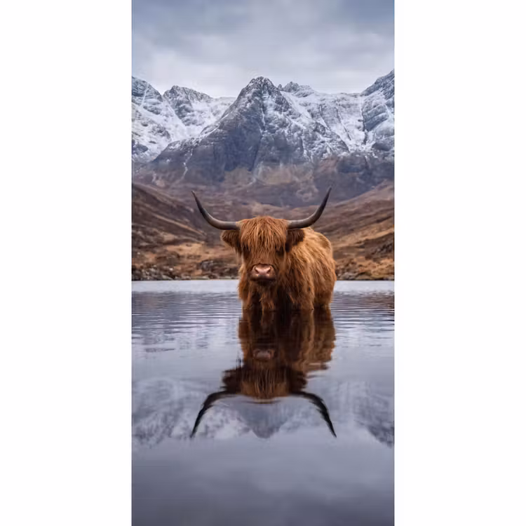 Behang - Schotse hooglander - Bruin - Water — 2