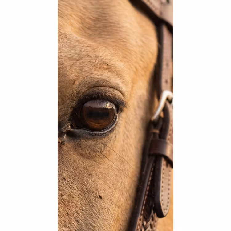 Behang - Paard - Oog - Bruin — 2