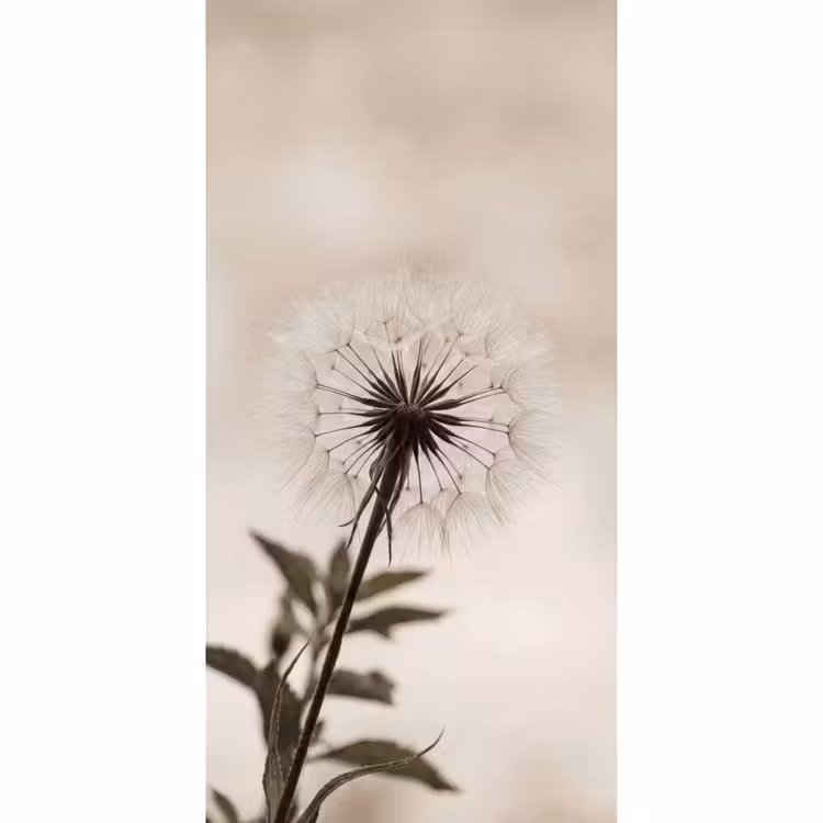 Behang - Paardenbloem - Minimalistisch - Wit — 2