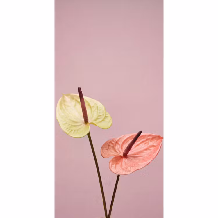 Behang - Bloemen - Anthuriums - Geel - Roze — 2