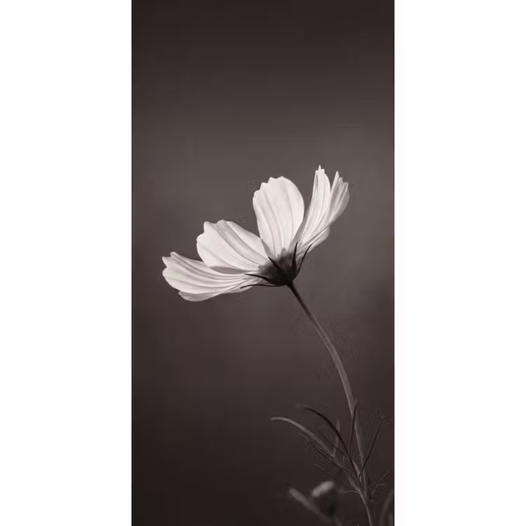 Behang - Bloem - Minimalistisch - Zwart - Wit — 2