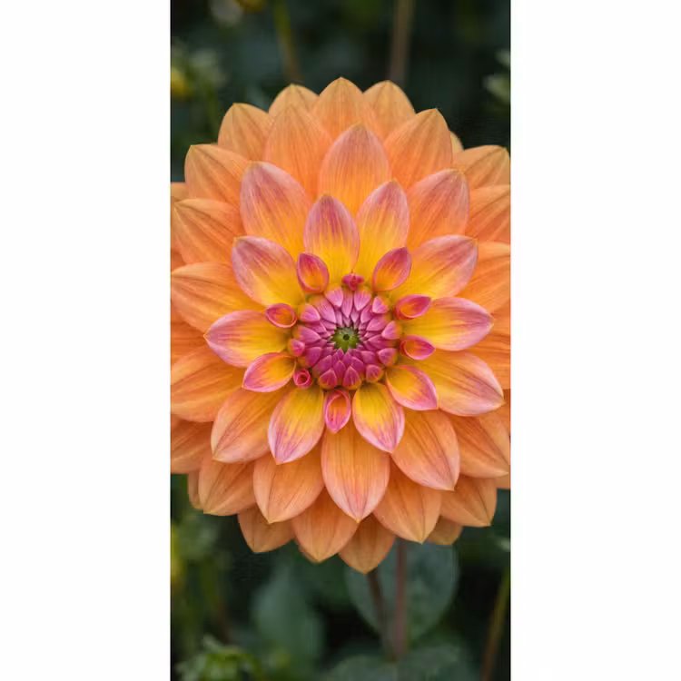 Behang - Dahlia - Bloem - Oranje — 2