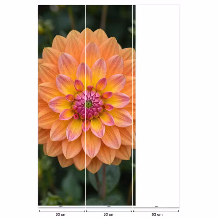 Behang - Dahlia - Bloem - Oranje — 6