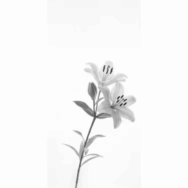 Behang - Lelies - Elegant - Zwart - Wit — 2