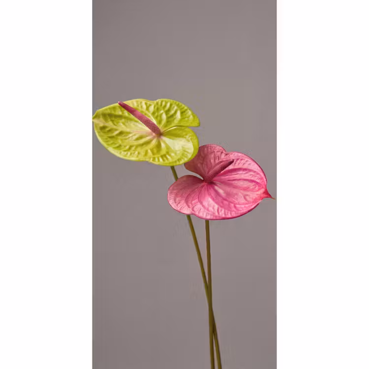 Behang - Planten - Anthurium - Groen - Roze — 2