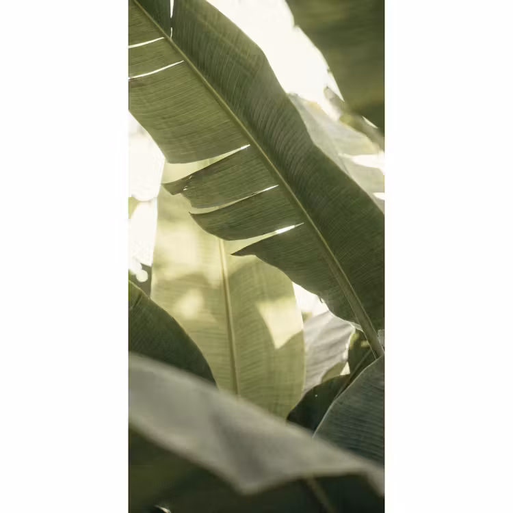 Behang - Natuur - Bladeren - Groen - Tropisch - Detail — 2