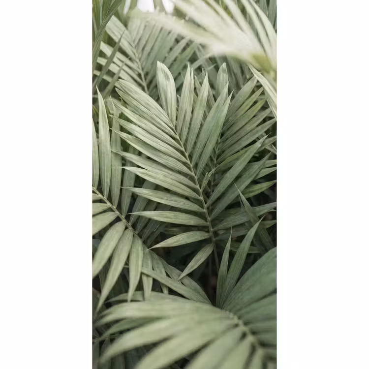 Behang - Plant - Palmbladeren - Natuur - Groen — 2